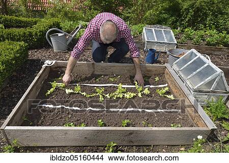 Planting vegetable patch with seed tape View Large Photo Image Picture - Planting vegetable patch with seed tape. Fotosearch