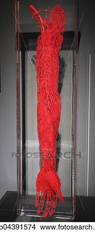 Picture - Plastinate, blood vessels, human arm and hand, Body Worlds, Menschen Museum, Berlin, Germany, Europe. Fotosearch