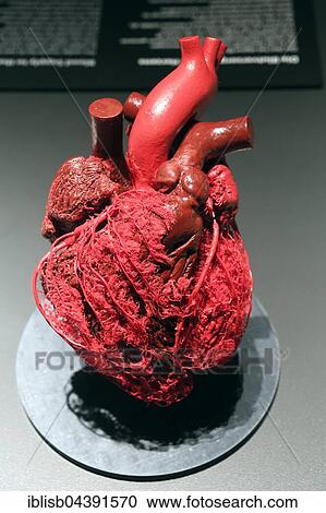 Plastinate, blood vessels, human heart, Body Worlds, Menschen Museum, Berlin, Germany, Europe View Large Photo Image Stock Image - Plastinate, blood vessels, human heart, Body Worlds, Menschen Museum, Berlin, Germany, Europe. Fotosearch