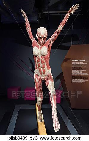 Stock Image - Plastinate, female human body on balance beam, Body Worlds, Menschen Museum, Berlin, Germany, Europe. Fotosearch