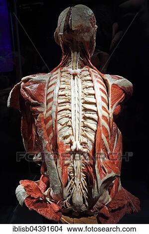 Plastinate, human back, spinal cord and nervous system, Body Worlds, Menschen Museum, Berlin, Germany, Europe View Large Photo Image Picture - Plastinate, human back, spinal cord and nervous system, Body Worlds, Menschen Museum, Berlin, Germany, Europe. Fotosearch