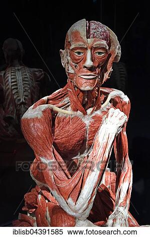 Plastinate, human body, man sitting, Body Worlds, Menschen Museum, Berlin, Germany, Europe View Large Photo Image Stock Photography - Plastinate, human body, man sitting, Body Worlds, Menschen Museum, Berlin, Germany, Europe. Fotosearch