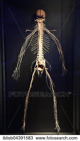 Plastinate, human body, nervous system, Body Worlds, Menschen Museum, Berlin, Germany, Europe View Large Photo Image Stock Image - Plastinate, human body, nervous system, Body Worlds, Menschen Museum, Berlin, Germany, Europe. Fotosearch