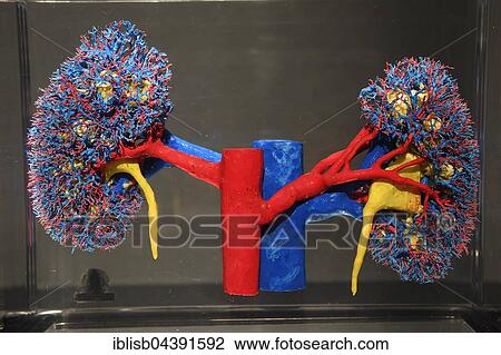 Stock Image - Plastinate, human kidney vascular system, Body Worlds, Menschen Museum, Berlin, Germany, Europe. Fotosearch