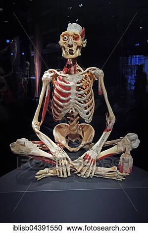 Plastinate, human skeleton, Body Worlds, Menschen Museum, Berlin, Germany, Europe View Large Photo Image Stock Image - Plastinate, human skeleton, Body Worlds, Menschen Museum, Berlin, Germany, Europe. Fotosearch