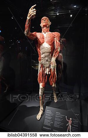 Plastinate, male human body, Body Worlds, Menschen Museum, Berlin, Germany, Europe View Large Photo Image Stock Photo - Plastinate, male human body, Body Worlds, Menschen Museum, Berlin, Germany, Europe. Fotosearch