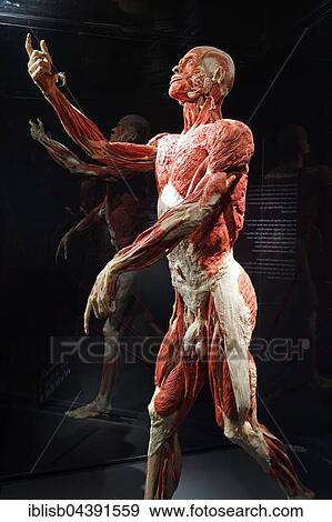 Stock Photo - Plastinate, male human body, Body Worlds, Menschen Museum, Berlin, Germany, Europe. Fotosearch