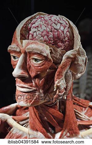 Picture - Plastinate, male human head, Body Worlds, Menschen Museum, Berlin, Germany, Europe. Fotosearch