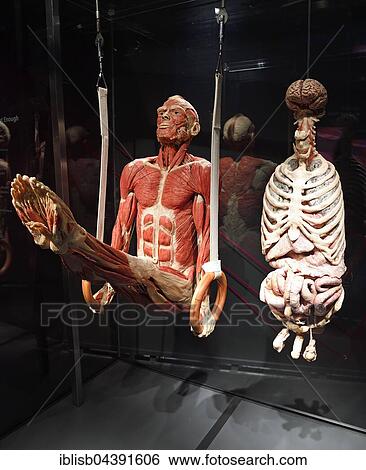 Stock Photograph - Plastinate, man as gymnast on rings, Body Worlds, Menschen Museum, Berlin, Germany, Europe. Fotosearch