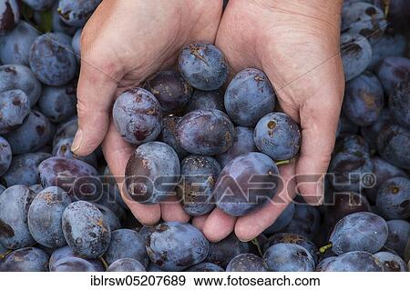 Plums, plum harvest, Lower Saxony, Germany, Europe View Large Photo Image Stock Photo - Plums, plum harvest, Lower Saxony, Germany, Europe. Fotosearch