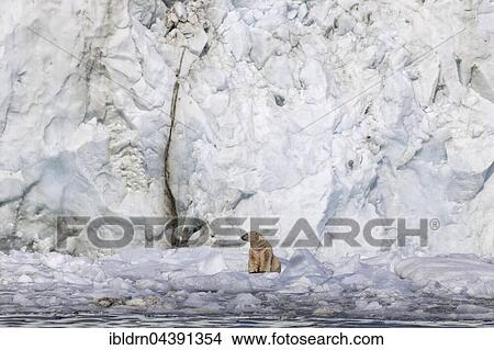 Picture - Polar bear (Ursus maritimus) on ice floe in front of glacier wall, Svalbard, Spitsbergen, Norway, Europe. Fotosearch