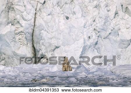 Polar bear (Ursus maritimus) on ice floe in front of glacier wall, Svalbard, Spitsbergen, Norway, Europe View Large Photo Image Stock Image - Polar bear (Ursus maritimus) on ice floe in front of glacier wall, Svalbard, Spitsbergen, Norway, Europe. Fotosearch