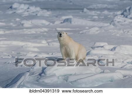 Stock Photo - Polar bear (Ursus maritimus) on ice, Spitsbergen, Norway, Europe. Fotosearch