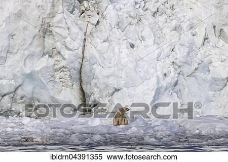Polar bear (Ursus maritimus) on ice floe in front of glacier wall, Svalbard, Spitsbergen, Norway, Europe View Large Photo Image Stock Photography - Polar bear (Ursus maritimus) on ice floe in front of glacier wall, Svalbard, Spitsbergen, Norway, Europe. Fotosearch