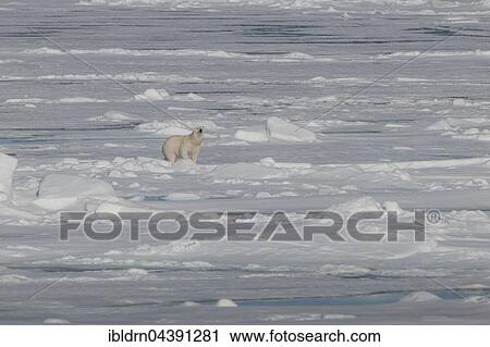 Polar bear (Ursus maritimus) on pack ice, Spitsbergen, Norway, Europe View Large Photo Image Stock Image - Polar bear (Ursus maritimus) on pack ice, Spitsbergen, Norway, Europe. Fotosearch