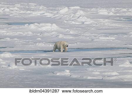 Polar bear (Ursus maritimus) on pack ice, Spitsbergen, Norway, Europe View Large Photo Image Stock Photo - Polar bear (Ursus maritimus) on pack ice, Spitsbergen, Norway, Europe. Fotosearch