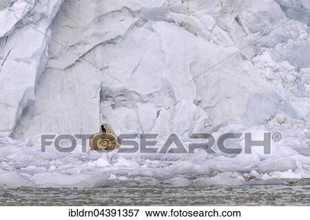 Polar bear (Ursus maritimus) resting on ice floe in front of glacier wall, Svalbard, Spitsbergen, Norway, Europe View Large Photo Image Stock Photo - Polar bear (Ursus maritimus) resting on ice floe in front of glacier wall, Svalbard, Spitsbergen, Norway, Europe. Fotosearch