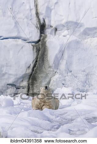 Polar bear (Ursus maritimus) resting on ice floe in front of glacier wall, Svalbard, Spitsbergen, Norway, Europe View Large Photo Image Stock Photo - Polar bear (Ursus maritimus) resting on ice floe in front of glacier wall, Svalbard, Spitsbergen, Norway, Europe. Fotosearch