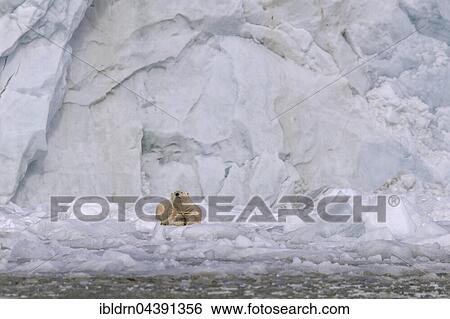 Polar bear (Ursus maritimus) resting on ice floe in front of glacier wall, Svalbard, Spitsbergen, Norway, Europe View Large Photo Image Stock Photograph - Polar bear (Ursus maritimus) resting on ice floe in front of glacier wall, Svalbard, Spitsbergen, Norway, Europe. Fotosearch