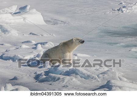 Polar bear (Ursus maritimus) sitting on ice, Spitsbergen, Norway, Europe View Large Photo Image Stock Photography - Polar bear (Ursus maritimus) sitting on ice, Spitsbergen, Norway, Europe. Fotosearch