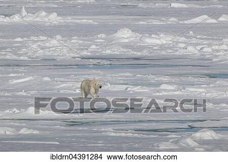 Picture - Polar bear (Ursus maritimus) walking on pack ice, Spitsbergen, Norway, Europe. Fotosearch