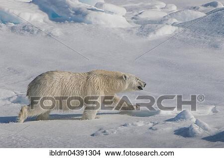 Polar bear (Ursus maritimus) walking on ice, Spitsbergen, Norway, Europe View Large Photo Image Picture - Polar bear (Ursus maritimus) walking on ice, Spitsbergen, Norway, Europe. Fotosearch