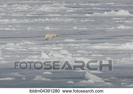 Polar bear (Ursus maritimus) walking on pack ice, Spitsbergen, Norway, Europe View Large Photo Image Stock Image - Polar bear (Ursus maritimus) walking on pack ice, Spitsbergen, Norway, Europe. Fotosearch