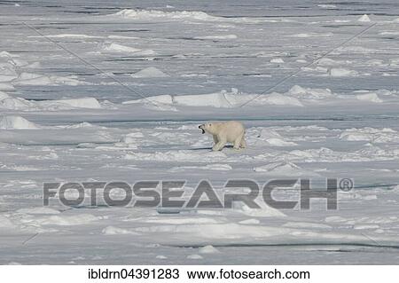 Polar bear (Ursus maritimus) walking on pack ice, Spitsbergen, Norway, Europe View Large Photo Image Stock Image - Polar bear (Ursus maritimus) walking on pack ice, Spitsbergen, Norway, Europe. Fotosearch