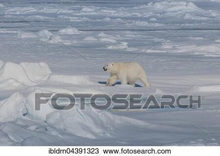 Polar bear (Ursus maritimus) walking on ice, Spitsbergen, Norway, Europe View Large Photo Image Stock Image - Polar bear (Ursus maritimus) walking on ice, Spitsbergen, Norway, Europe. Fotosearch