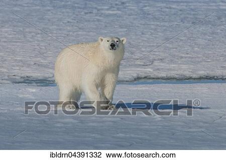 Stock Image - Polar bear (Ursus maritimus) walking on ice, Spitsbergen, Norway, Europe. Fotosearch