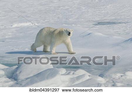 Polar bear (Ursus maritimus) walking on ice, Spitsbergen, Norway, Europe View Large Photo Image Stock Photo - Polar bear (Ursus maritimus) walking on ice, Spitsbergen, Norway, Europe. Fotosearch