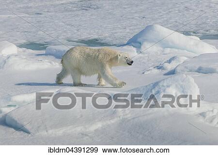 Polar bear (Ursus maritimus) walking on ice, Spitsbergen, Norway, Europe View Large Photo Image Stock Photo - Polar bear (Ursus maritimus) walking on ice, Spitsbergen, Norway, Europe. Fotosearch