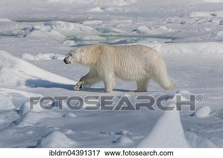 Polar bear (Ursus maritimus) walking on ice, Spitsbergen, Norway, Europe View Large Photo Image Stock Photo - Polar bear (Ursus maritimus) walking on ice, Spitsbergen, Norway, Europe. Fotosearch