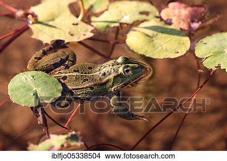 Pool frog (Pelophylax lessonae) Rhineland-Palatinate, Germany, Europe View Large Photo Image Picture - Pool frog (Pelophylax lessonae) Rhineland-Palatinate, Germany, Europe. Fotosearch