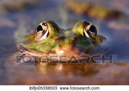 Pool frog (Pelophylax lessonae) Rhineland-Palatinate, Germany, Europe View Large Photo Image Stock Image - Pool frog (Pelophylax lessonae) Rhineland-Palatinate, Germany, Europe. Fotosearch