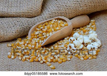 Stock Photograph - Popcorn and corn kernels in shovel. Fotosearch