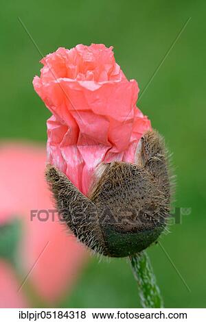 Poppy (Papaver spec. ), bud burgeoning, pink View Large Photo Image Stock Photo - Poppy (Papaver spec. ), bud burgeoning, pink. Fotosearch