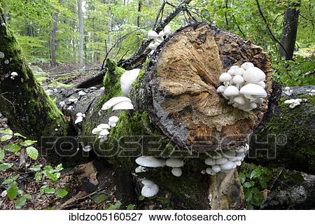 Stock Photo - Porcelain fungus (Oudemansiella mucida), ringed slime beetle. Fotosearch