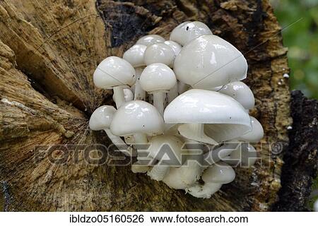 Stock Photograph - Porcelain fungus (Oudemansiella mucida), ringed slime beetle. Fotosearch