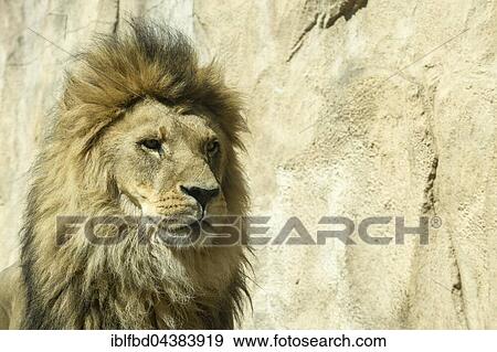 Portrait, male African lion (Panthera leo), captive, Dresden, Saxony, Germany, Europe View Large Photo Image Stock Photo - Portrait, male African lion (Panthera leo), captive, Dresden, Saxony, Germany, Europe. Fotosearch