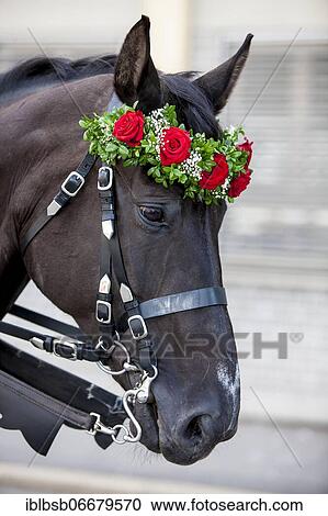 Portrait of a horse with roses on its head, Biberach, Baden-Württemberg, Germany, Europe View Large Photo Image Stock Image - Portrait of a horse with roses on its head, Biberach, Baden-Württemberg, Germany, Europe. Fotosearch
