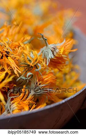 Pot Marigold (Calendula officinalis) View Large Photo Image Stock Photo - Pot Marigold (Calendula officinalis). Fotosearch