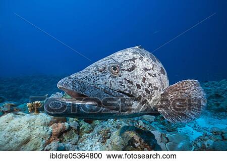 Potato grouper (Epinephelus tukula), Osprey Reef, Coral Sea, Australia, Oceania View Large Photo Image Stock Image - Potato grouper (Epinephelus tukula), Osprey Reef, Coral Sea, Australia, Oceania. Fotosearch