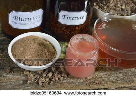 Potentilla erecta (Potentilla tormentilla) ointment, tea, roots crushed and ground View Large Photo Image Picture - Potentilla erecta (Potentilla tormentilla) ointment, tea, roots crushed and ground. Fotosearch