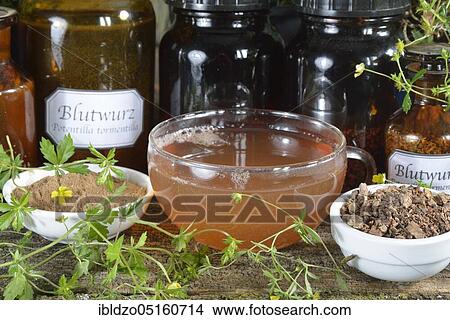 Potentilla erecta (Potentilla tormentilla) tea, roots crushed and ground View Large Photo Image Picture - Potentilla erecta (Potentilla tormentilla) tea, roots crushed and ground. Fotosearch