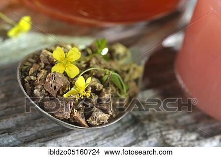 Picture - Potentilla erecta (Potentilla tormentilla) dried roots. Fotosearch