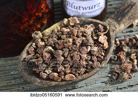 Stock Image - Potentilla erecta (Potentilla tormentilla) dried roots. Fotosearch