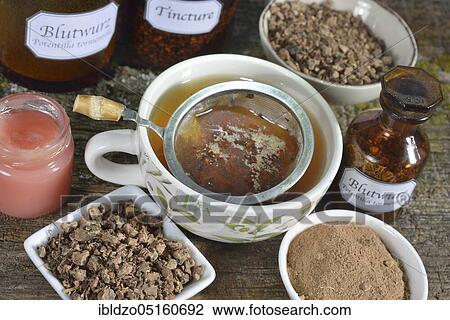 Potentilla erecta (Potentilla tormentilla) ointment, tea, roots crushed and ground View Large Photo Image Stock Image - Potentilla erecta (Potentilla tormentilla) ointment, tea, roots crushed and ground. Fotosearch