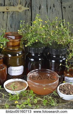 Stock Image - Potentilla erecta (Potentilla tormentilla) tea, roots crushed and ground. Fotosearch