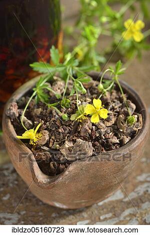 Potentilla erecta (Potentilla tormentilla) dried roots View Large Photo Image Stock Image - Potentilla erecta (Potentilla tormentilla) dried roots. Fotosearch
